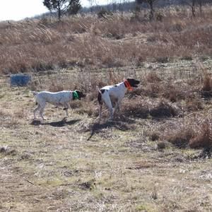 Meet your Posher, Dennis